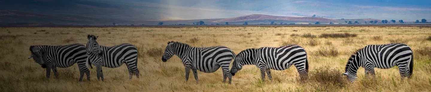 Business Class Flights to Africa