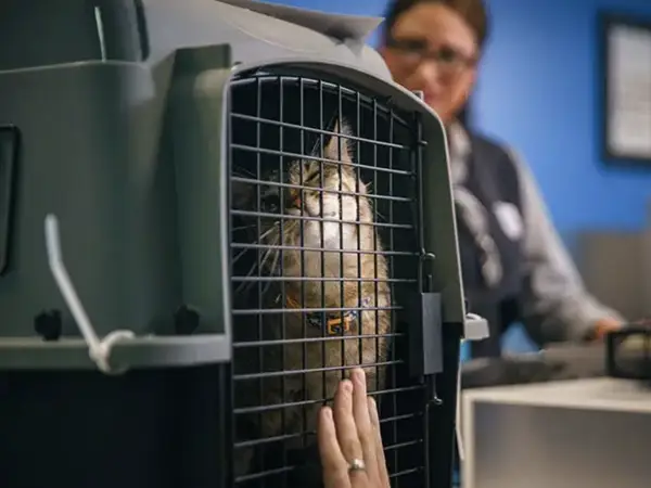 cat_in_aircraft