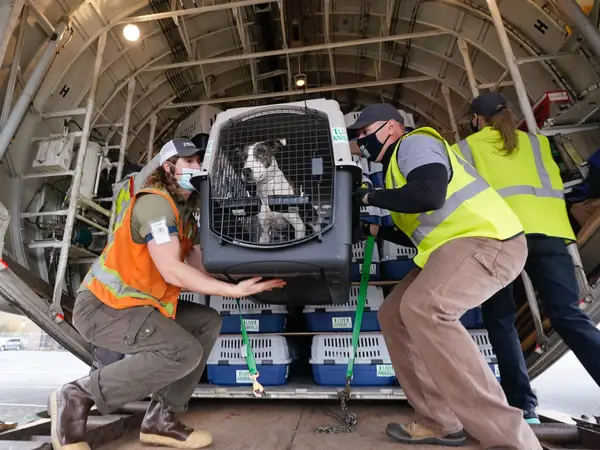 dogs_in_aircraft