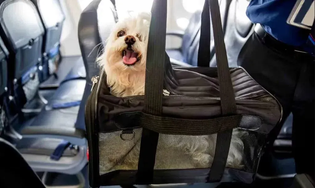 traveling_with_pets